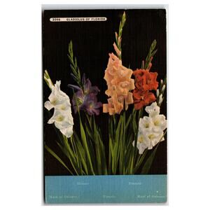 Vintage Gladiolus of Florida Postcard A. & W. Bulb Co. Largo FL Flowers